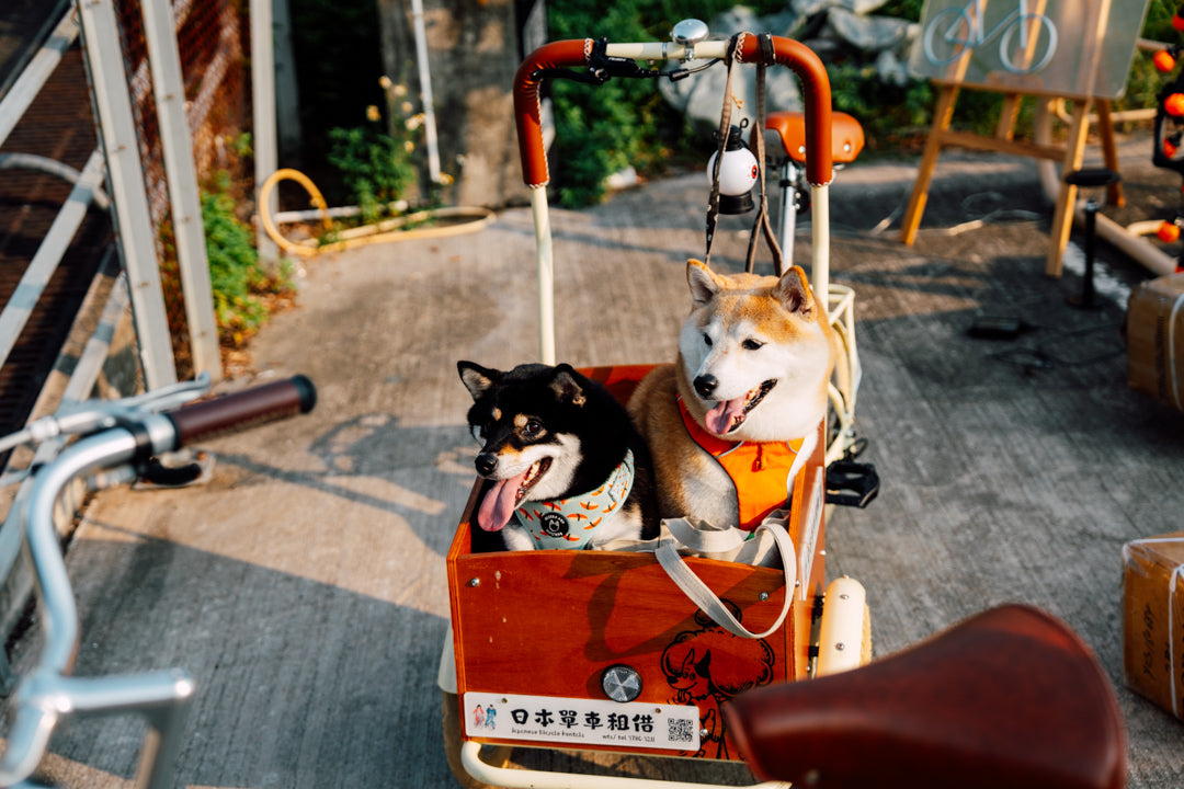 兩隻狗坐在寵物單車上